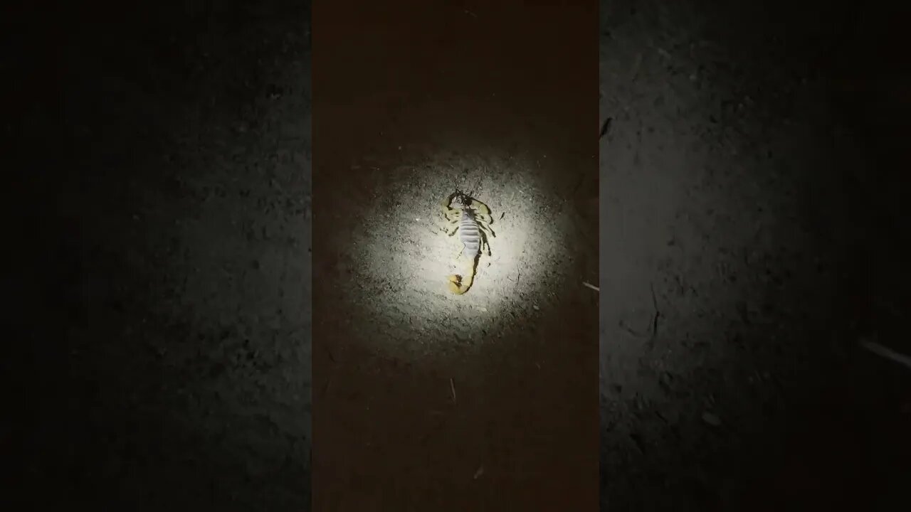 Scorpion 🦂 night ops
