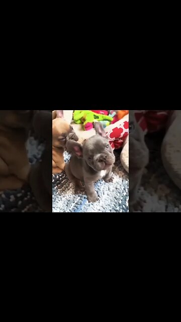 Puppy love!! These babies are so dang cute. I just can’t get enough of them. 🥰🐾🥰🐾 #shorts #puppy