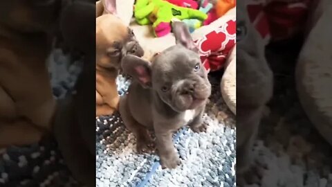 Puppy love!! These babies are so dang cute. I just can’t get enough of them. 🥰🐾🥰🐾 #shorts #puppy