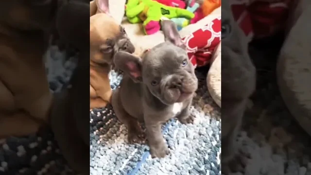 Puppy love!! These babies are so dang cute. I just can’t get enough of them. 🥰🐾🥰🐾 #shorts #puppy