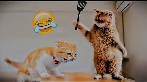 Funniest animal 2023 funniest cat and dogs