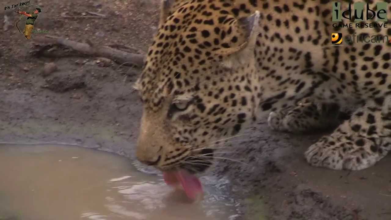 Thirsty Male Leopard