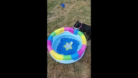 Jumping in the Pool