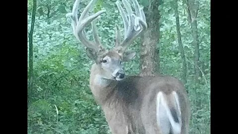 Land of the Giants - Iowa early season