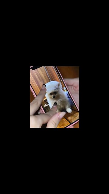 Sofia “ tô igual meu papai, sem entender nada que estão fazendo comigo” KKKKKKKKKKKKKKKKKK #shorts