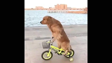 funny dog video