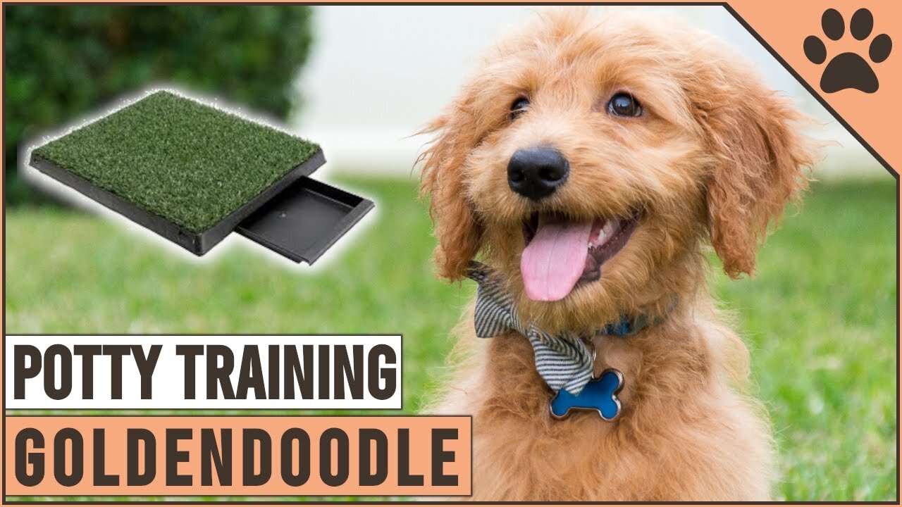 Secret Tips On How To Potty Train A Goldendoodle A Puppy