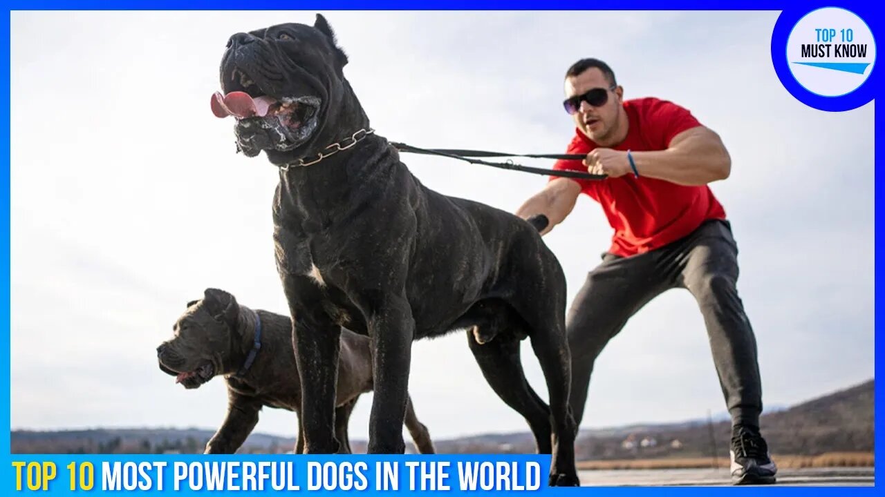 Top 10 Most Powerful Dogs in the World