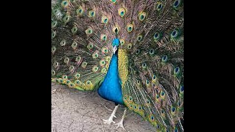 asian peacock enjoy the weather