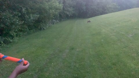 Black Mouth Cur Playing Catch