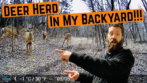 Backyard DEER HERD Caught on CAMERA!!!