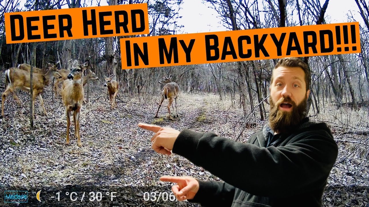 Backyard DEER HERD Caught on CAMERA!!!