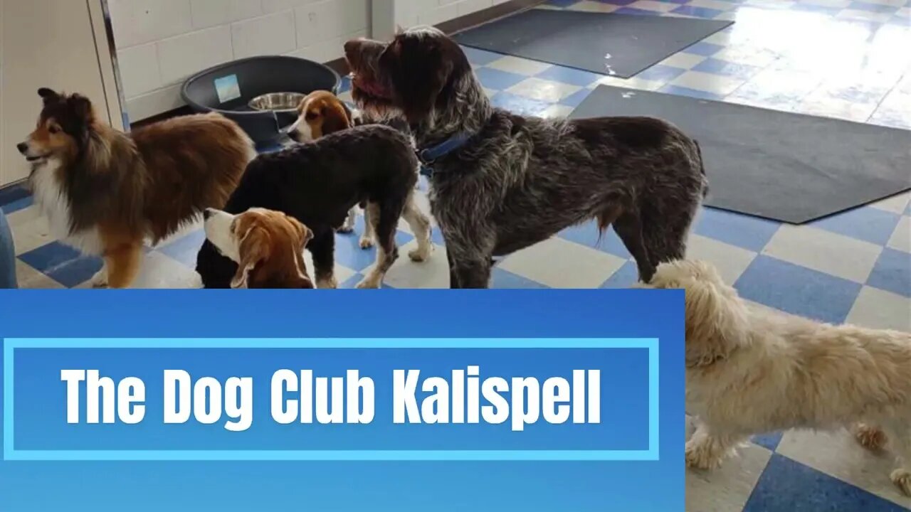 The Dog Club Kalispell Promo Video