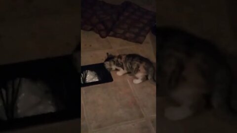 WHEN THUNDER & THOR WERE STILL BABY'S