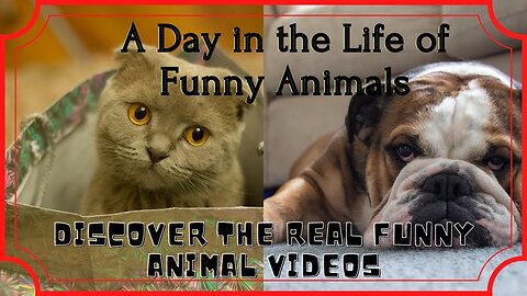 Funny Animal Videos | try not to laugh | A Day in the Life of Funny Animals