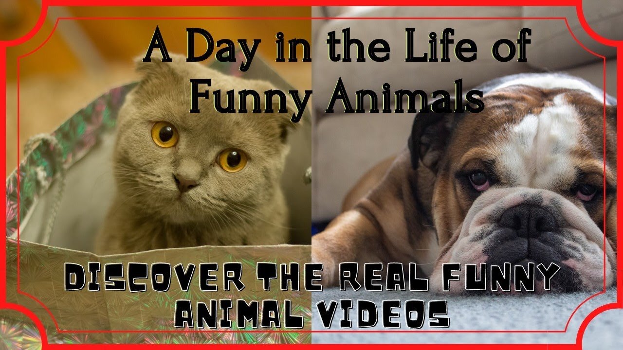 Funny Animal Videos | try not to laugh | A Day in the Life of Funny Animals