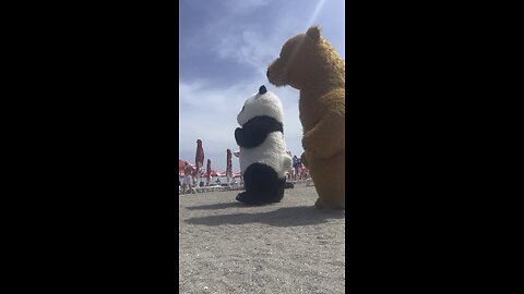 Two bears on a Beach