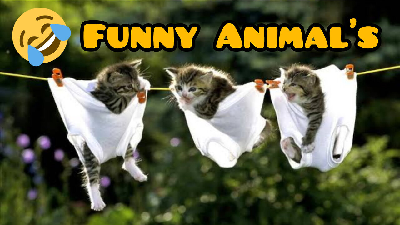 Wildly Wacky Animal Antics! Laugh 'til You Roar! Funny Animal's