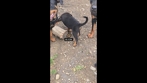 8 Weeks Old Male