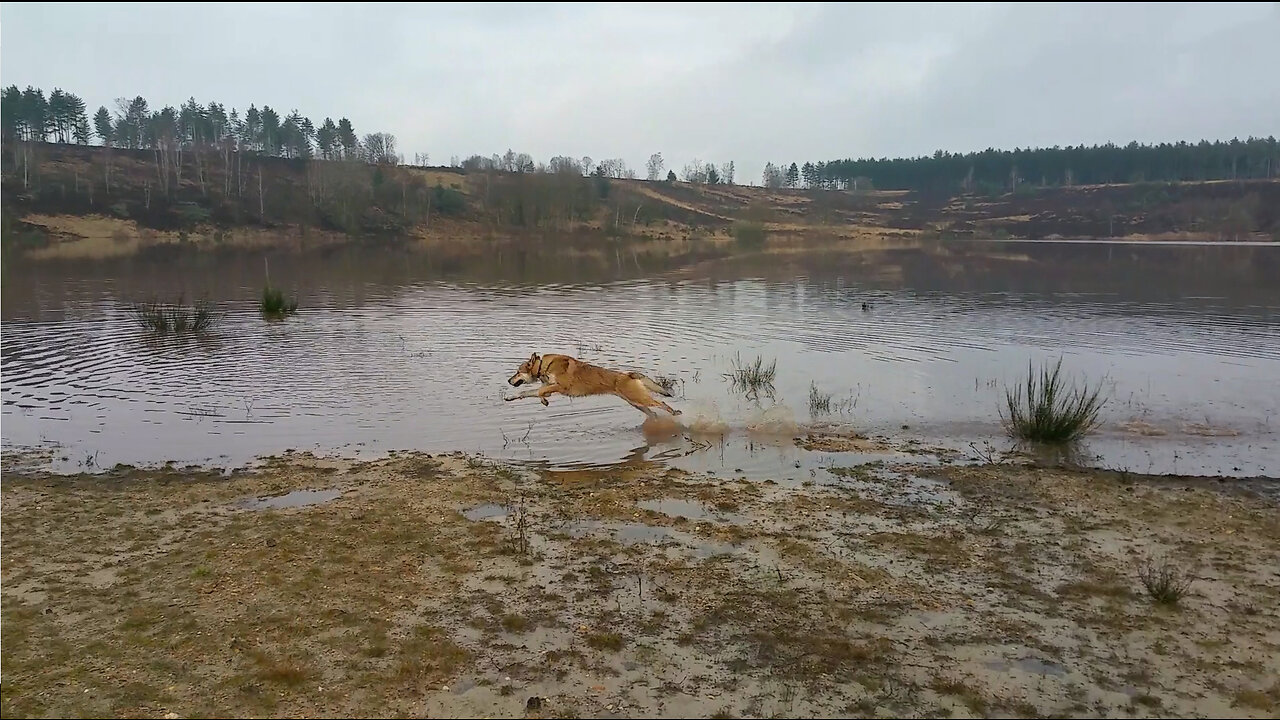 wolfdog running on water