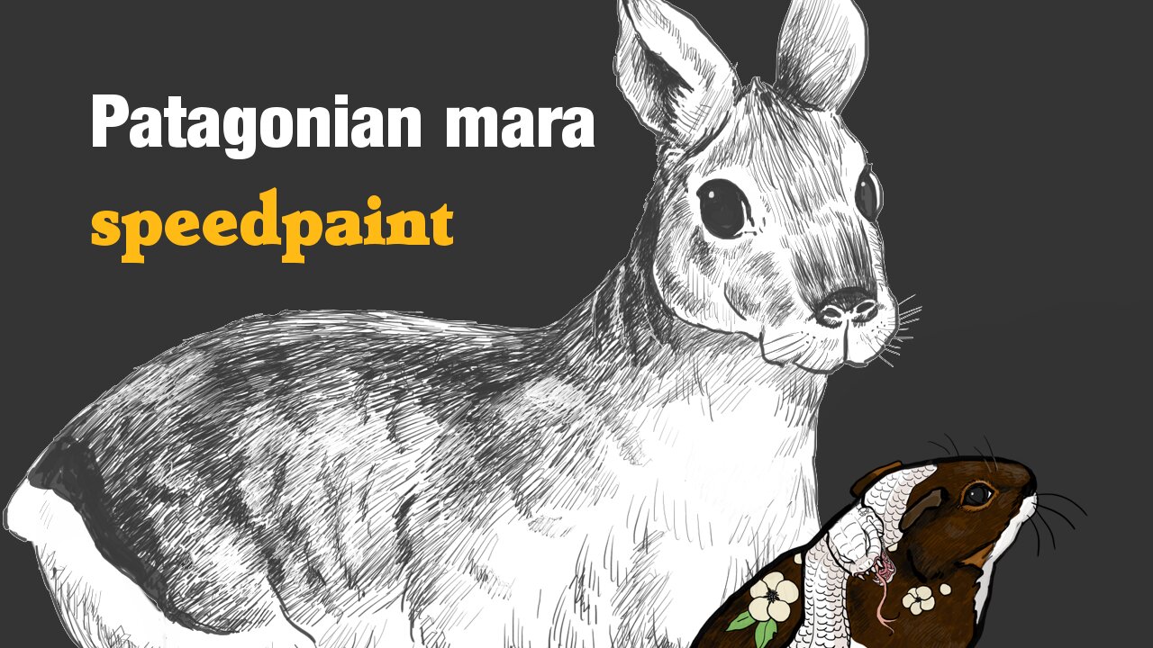 Patagonian mara speedpaint