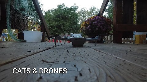 Cats and Drones