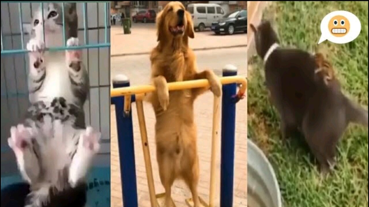 funny animals videos, funny pets doing funny things