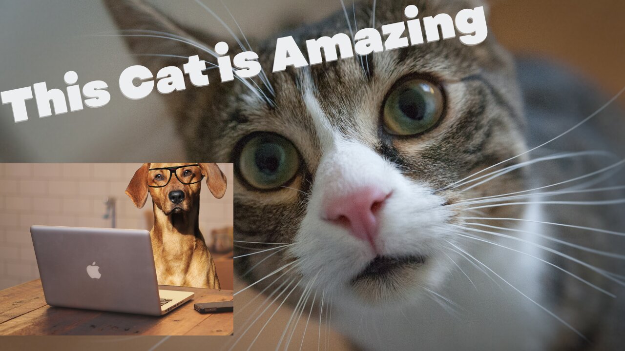 best funniest animal videos 😂 funniest cats and dogs 😹🐶