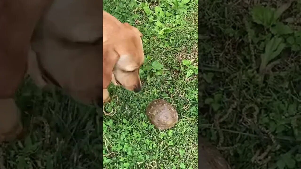 Turtle harassed by dog from “where the red fern grows” #dogs #hounddog #coonhunting #doglover