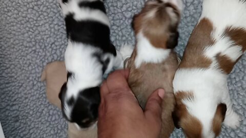 k litter - Doing Great!(1)