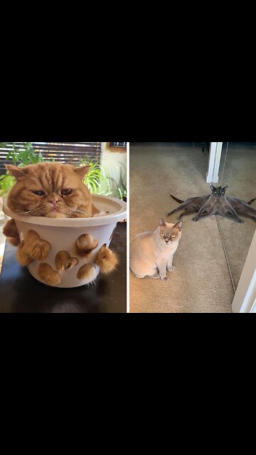 Beautiful Cats😹 & Dogs🐶 Videos of 2023 Compilation! #45