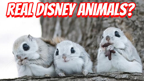 The Cutest Flying Squirrel That Can Ever Be Found!