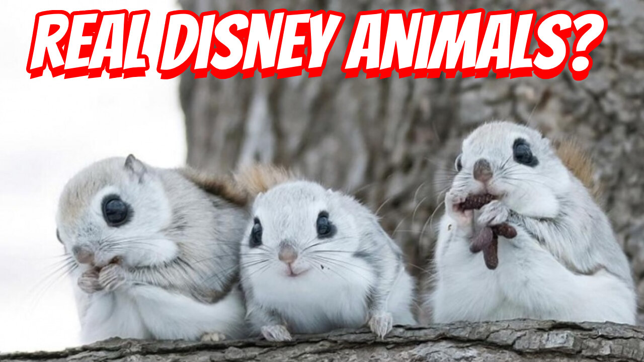 The Cutest Flying Squirrel That Can Ever Be Found!
