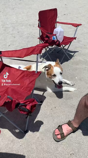 My Dog Goes To The Beach