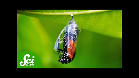 Butterflies Shouldn't Remember Being Caterpillars (But They Do)