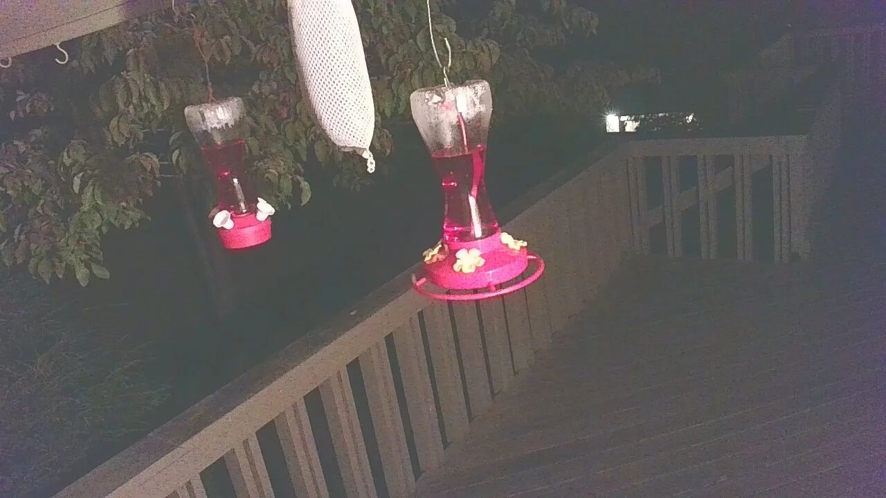 Live Bird Feeder Sept 15 2021 "Frogs All night" Asheville NC. In the mountains.