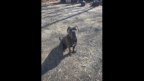 Cane Corso learning to swim.