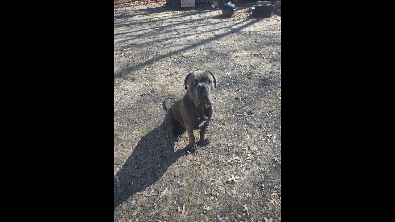 Cane Corso learning to swim.