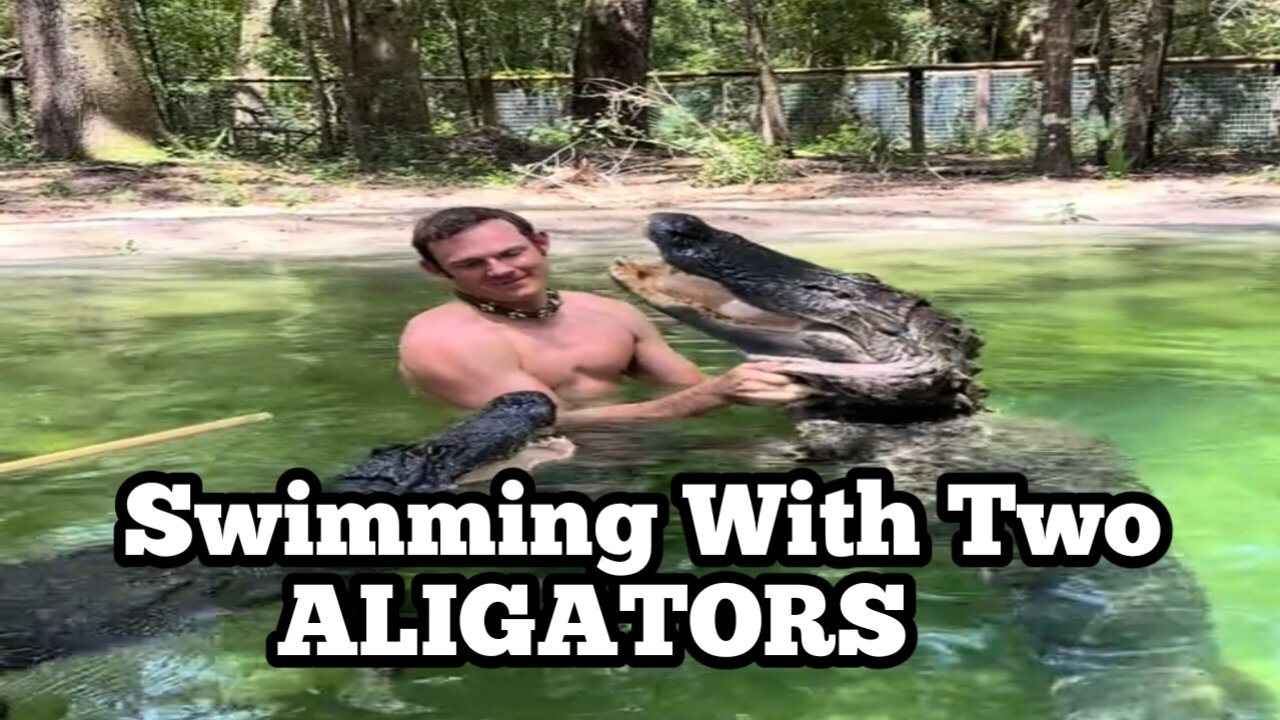 Swimming with two ALIGATORS