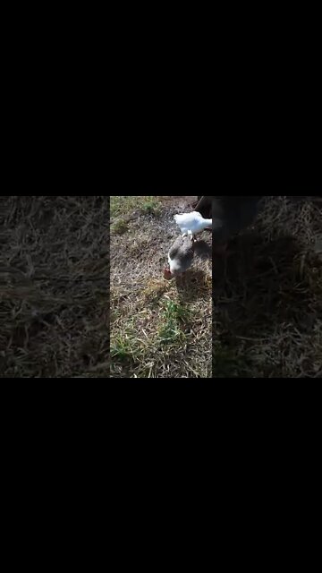 Geese are warning me again