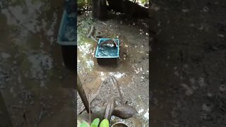 Muscovy duck