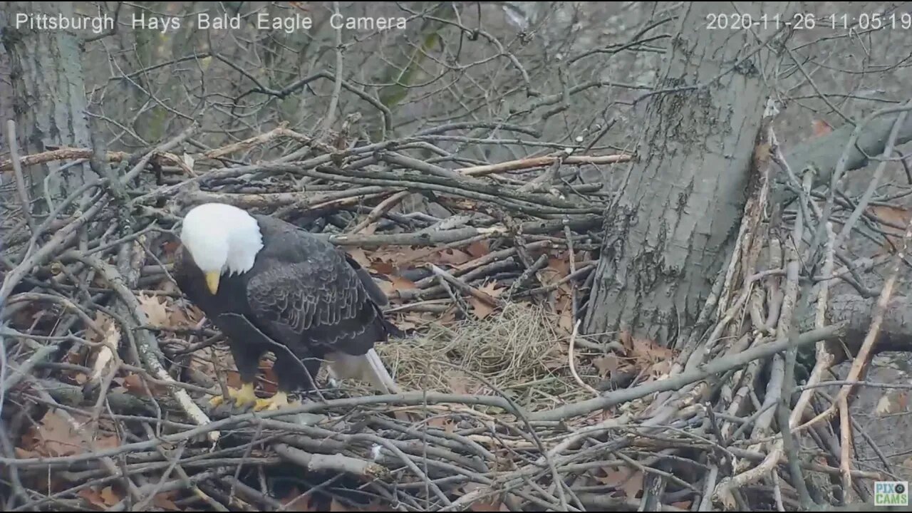 Hays Bald Eagles Great Dad Squirrel chase 2020 11 26 1105am