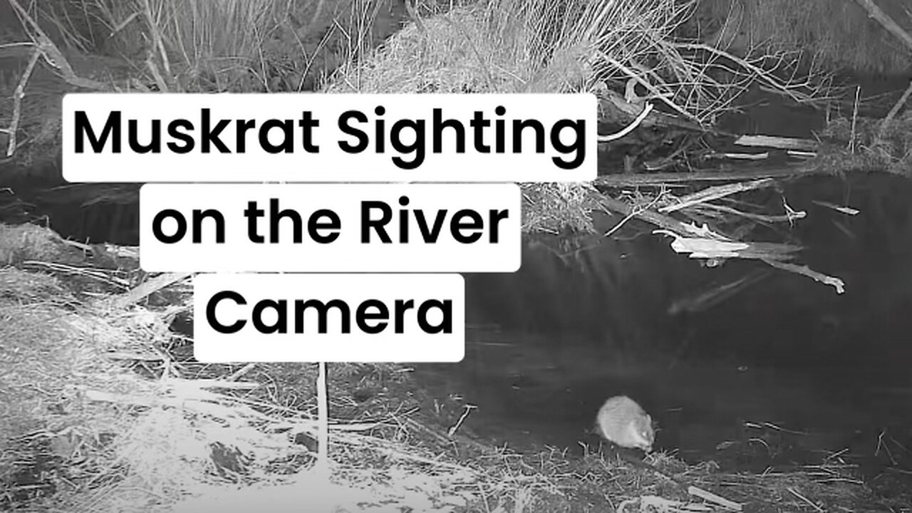 Muskrat Sighting on the River Camera | My Backyard Friends