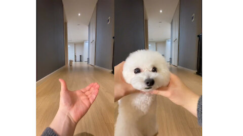 Cute Dogs Doing Woah Challenge