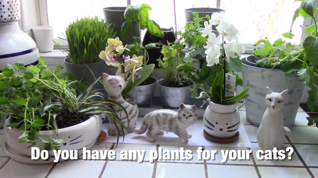 How_to_Create_an_Indoor_Cat_Garden