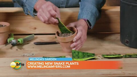 Melinda’s Garden Moment - Start New Indoor Plants with Leaf Cuttings