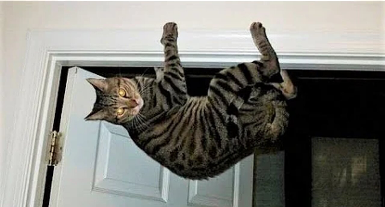 Funniest Animals Video Best Cats and Dogs Videos of 2023 😺🐶Funny Animal Videos 😂 #3