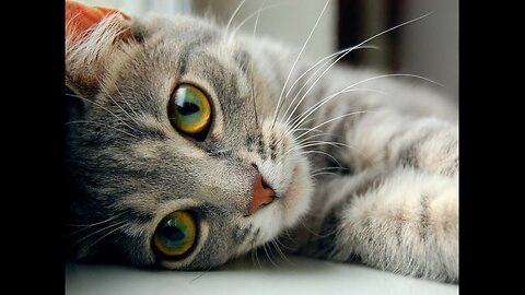 Funny Animal Videos 2023 😂 • Funniest Cats And Dogs Video 😸