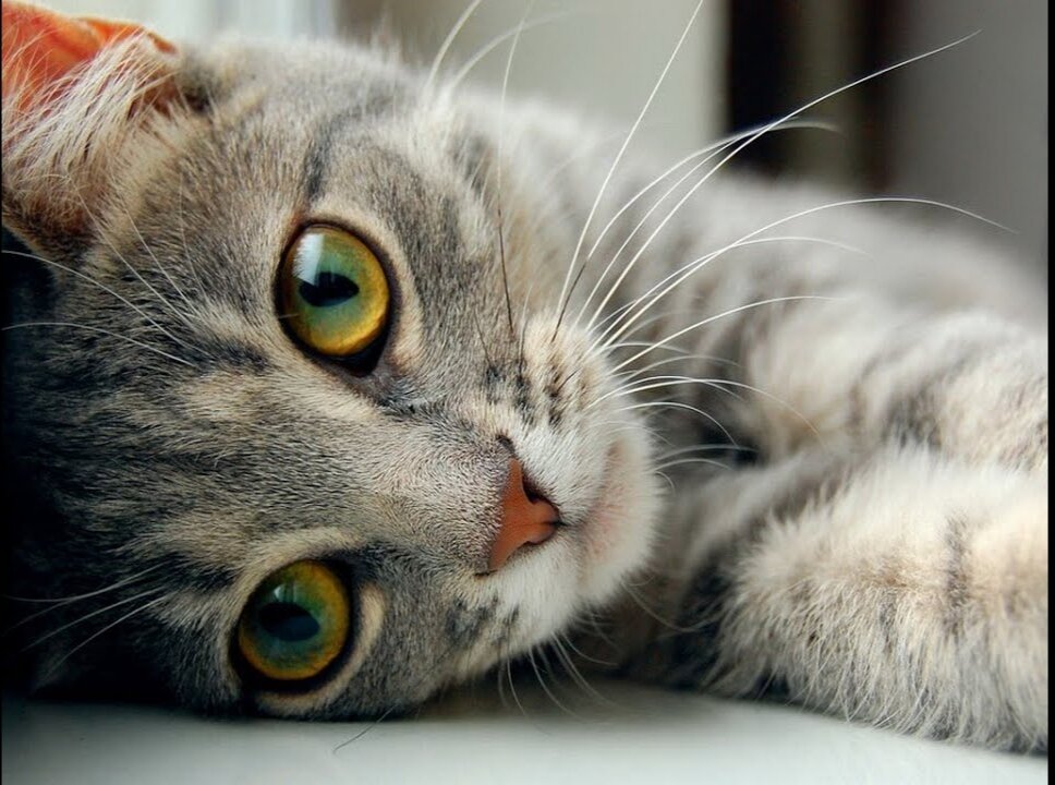 Funny Animal Videos 2023 😂 • Funniest Cats And Dogs Video 😸