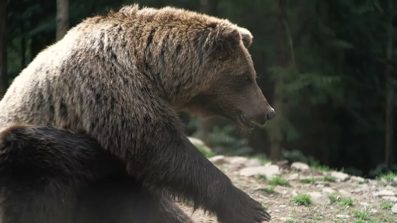 Funny Brown Bear sitting hight in the Mountains, scratching his Back one's Paw Concept of Animal`s